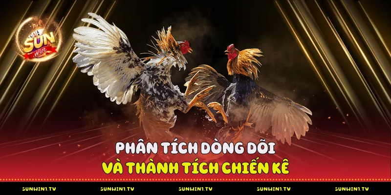 Đấu Trường Đá Gà Sunwin - Phân Tích Chuyên Sâu Phân tích dòng dõi và thành tích chiến kê